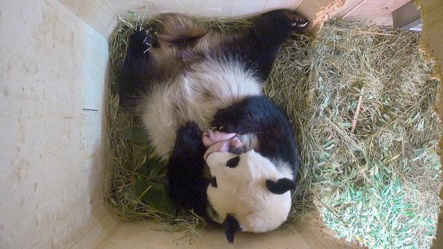 Panda med overraskende fødsel: Plutselig var det tvillinger