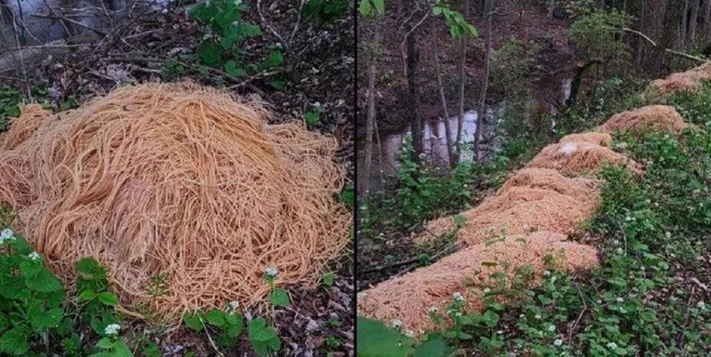 Han gikk en tur i skogen: Så gjorde han denne sjokkerende oppdagelsen