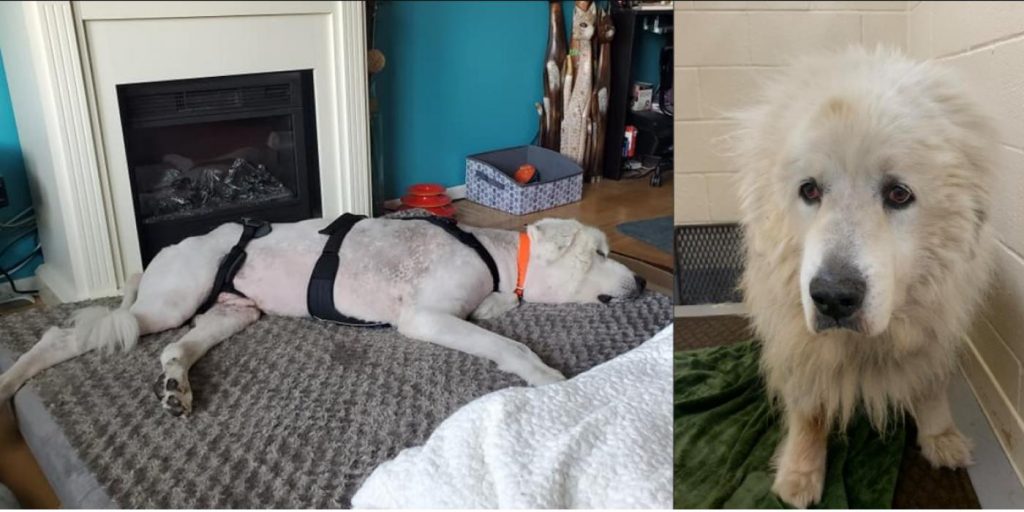 10 år gammel hund ble etterlatt av eierne: Lappen rundt halsen etterlot veterinærene i sjokk