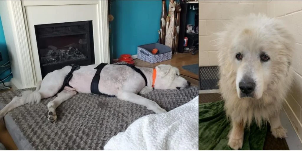 10 år gammel hund ble etterlatt av eierne: Lappen rundt halsen etterlot veterinærene i sjokk