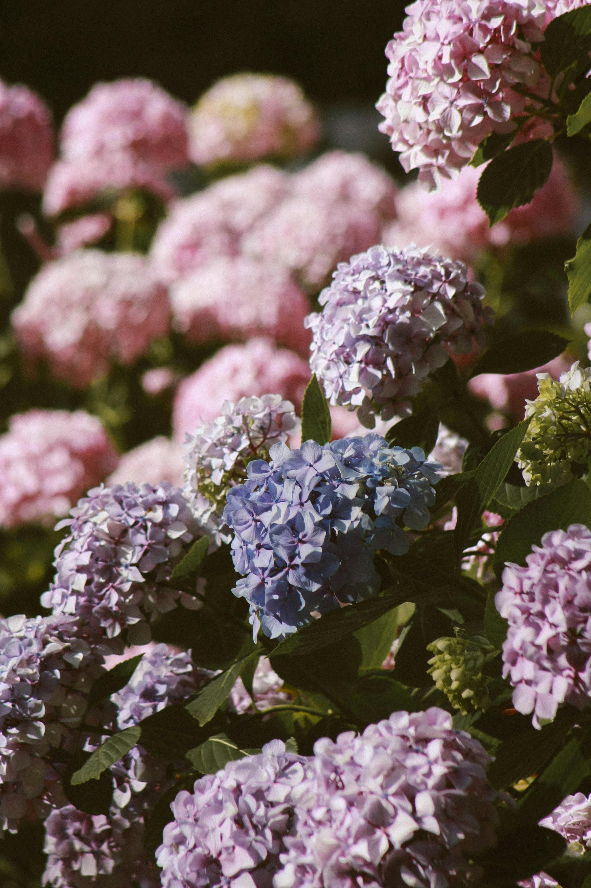 Gartner advarer: Den største feilen hageentusiaster gjør når de forbereder hortensia for vinteren