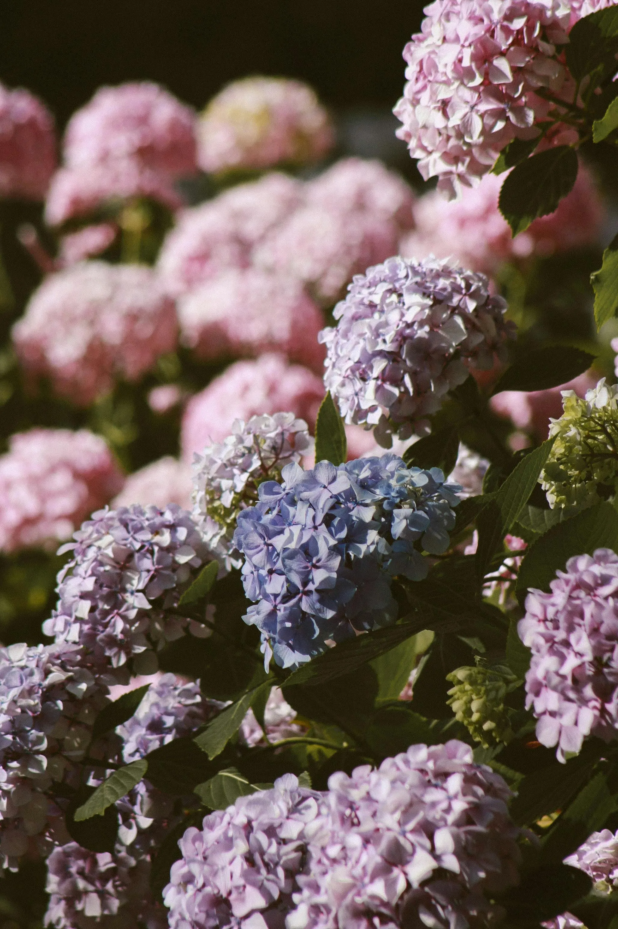 Gartner advarer: Den største feilen hageentusiaster gjør når de forbereder hortensia for vinteren