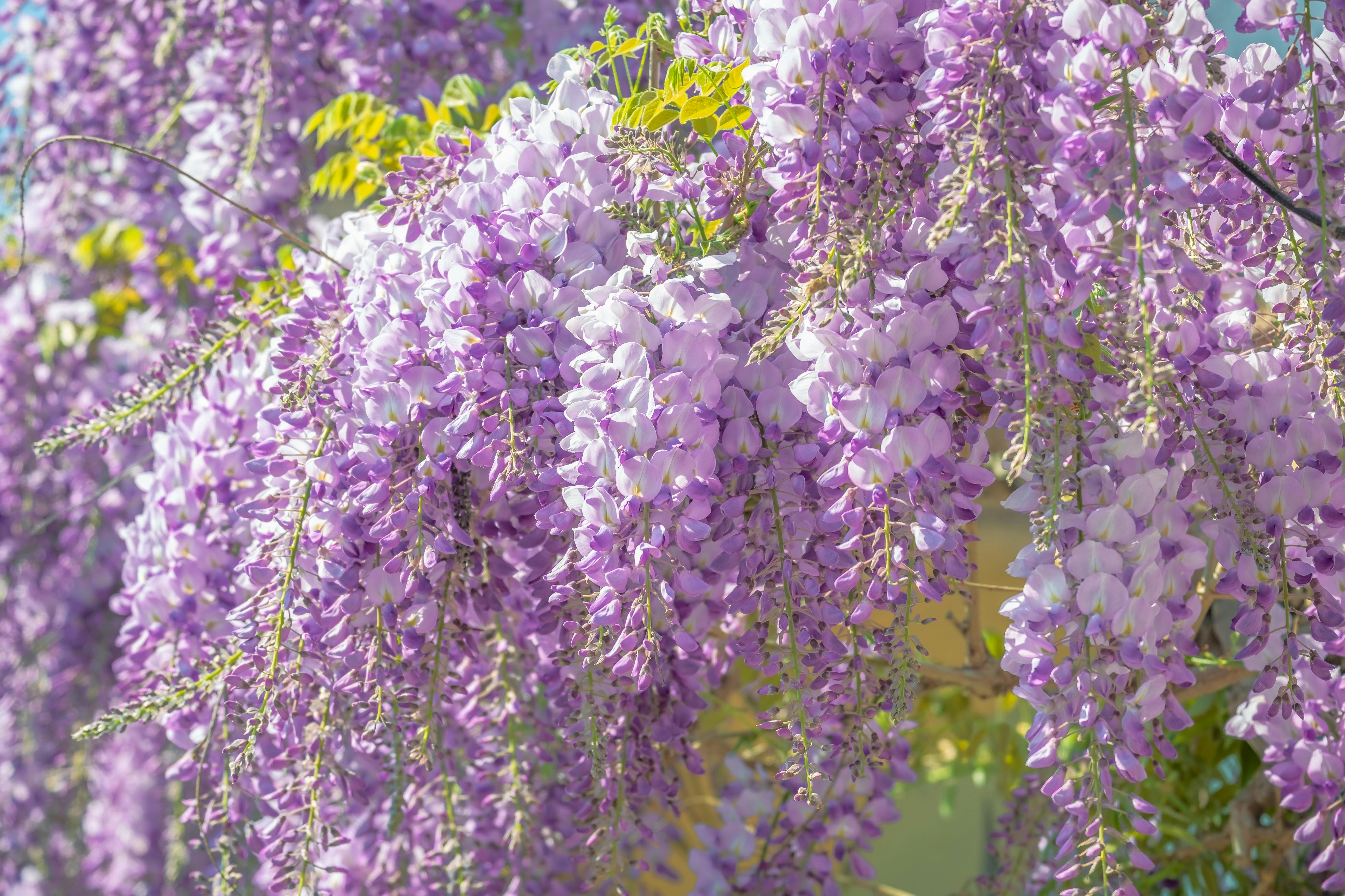 Dette bør du gjøre med blåregn i august – sikrer neste års blomster