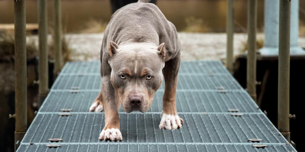 Desperat eier kaster seg foran pitbull som det blir gal og angriper hjelpeløs offer