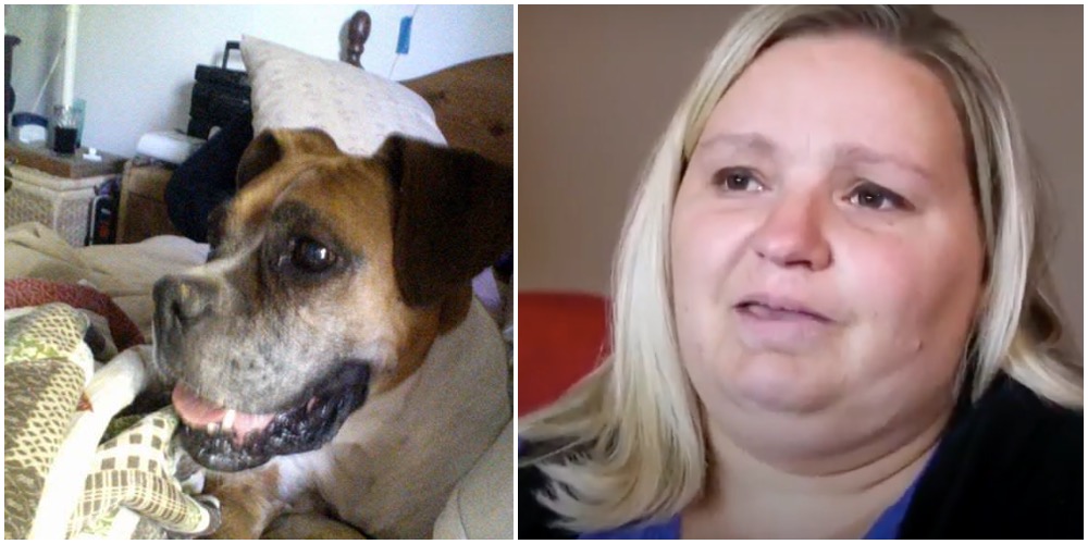 Familie lot dyrlege avlive 10 år gammel hund: Moren fikk sjokk seks måneder senere