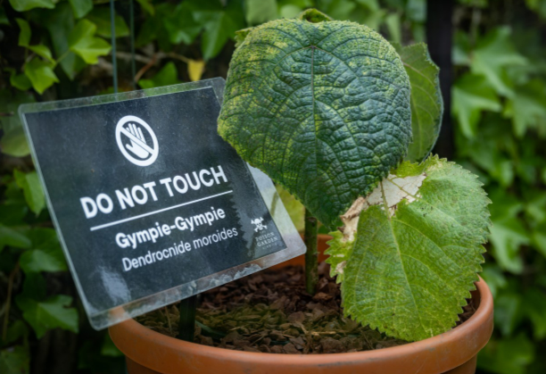 Her er verdens farligste plante: Hvis du tar på den, vil du bli rammet av uutholdelig smerte