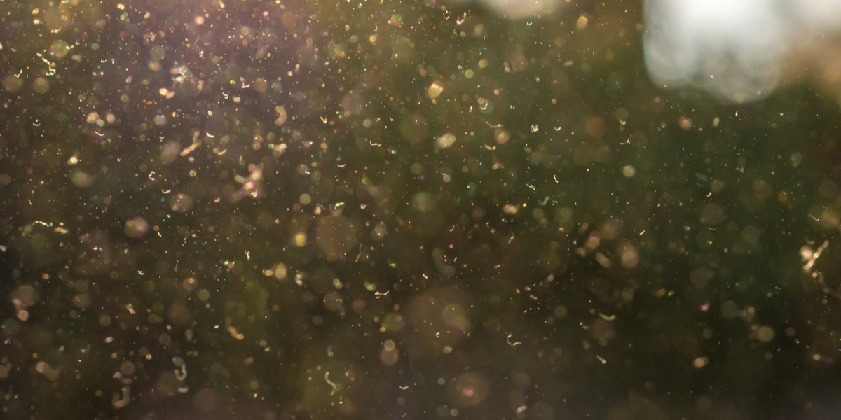 Dårlige nyheter for allergikere: Hyperpollen hærger
