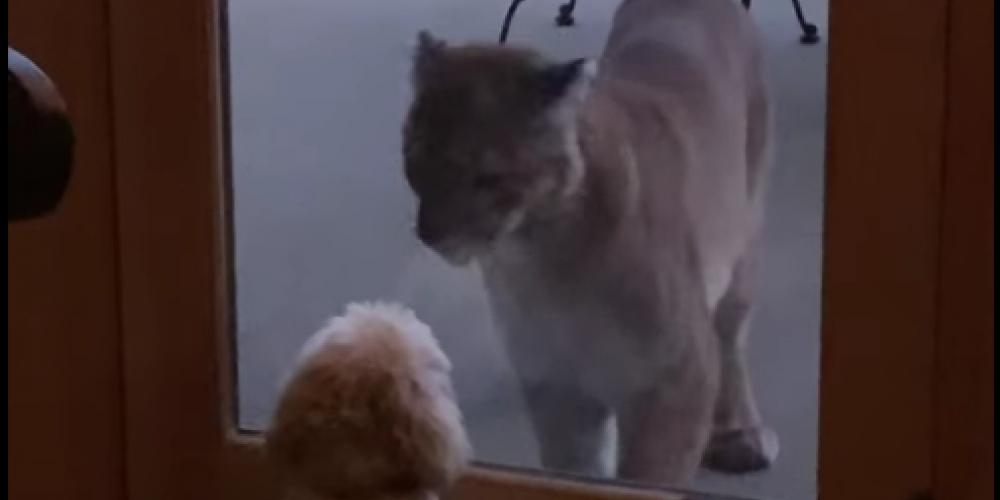 Liten hund forsvarer familiens hus mot stor puma