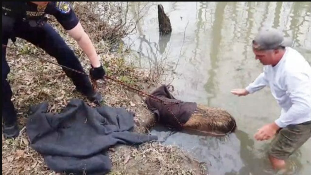 Mann tror han ser en gigantisk bever i elva: Men han oppdager noe helt annet