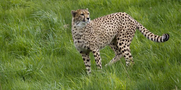 Jens angrepet av gepard i Ree Park