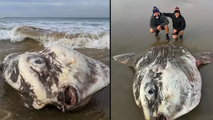 Enorm alien-lignende sjødyr skylt opp på stranden: Sjokkerer turister
