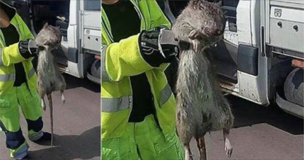 Svensk vaktmester fanger kjemperotte i sentrale Gøteborg