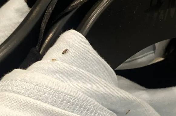 H&M stenger butikk etter at bilder av insekter på klær har blitt lekket