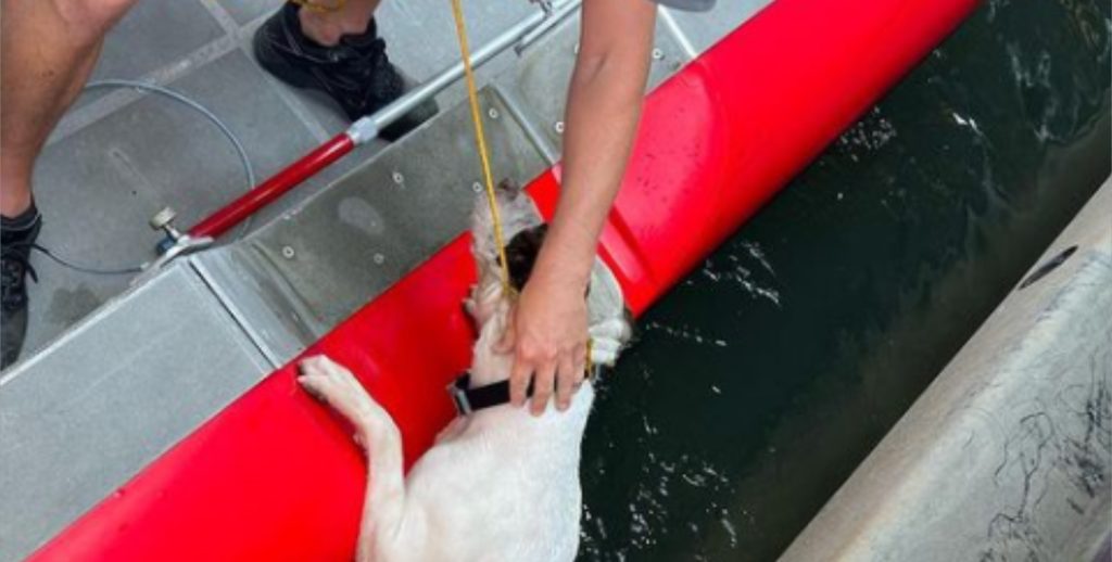 Hunden ble kastet av bro: Da hjelpen kom, var en borger allerede i gang med en vakker handling