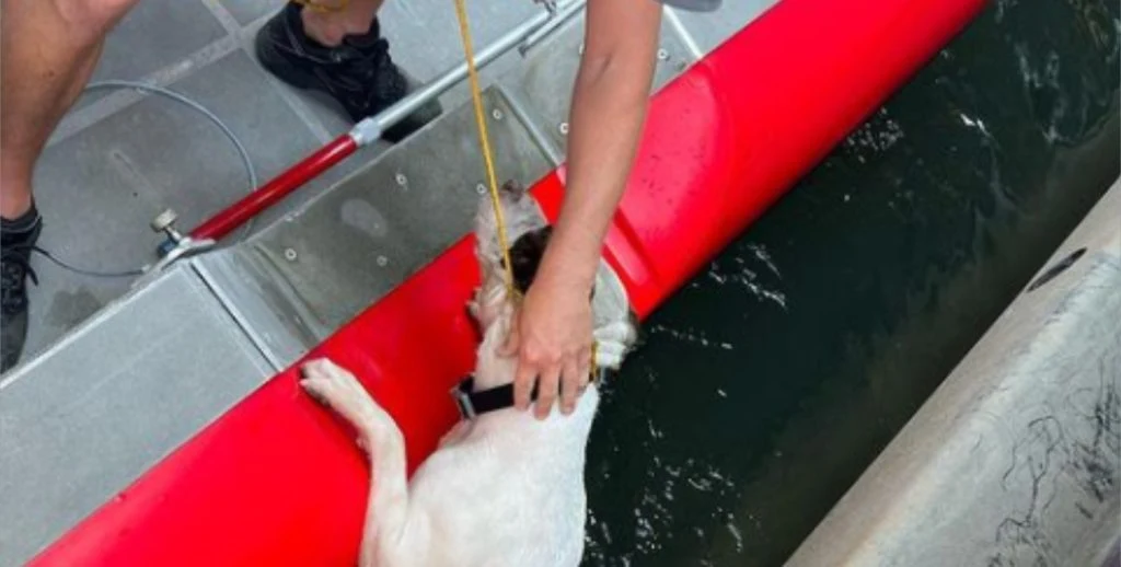 Hunden ble kastet av bro: Da hjelpen kom, var en borger allerede i gang med en vakker handling