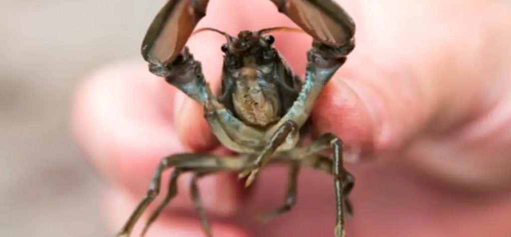 ‘Mini-hummer’ inntar elver: Det er ulovlig å IKKE stikke en kniv i hjernen på dem