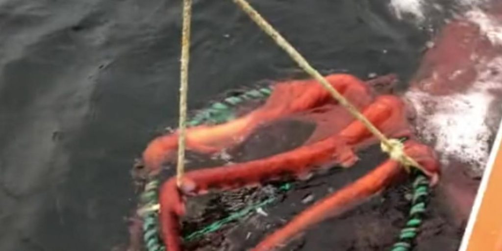 Utrolig video går viralt: Fiskere kunne ikke tro sine egne øyne da de dro opp nettet