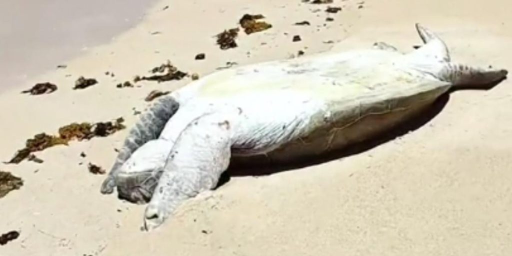 De fant en strandet havskilpadde i vannkanten: Se hva de da gjorde