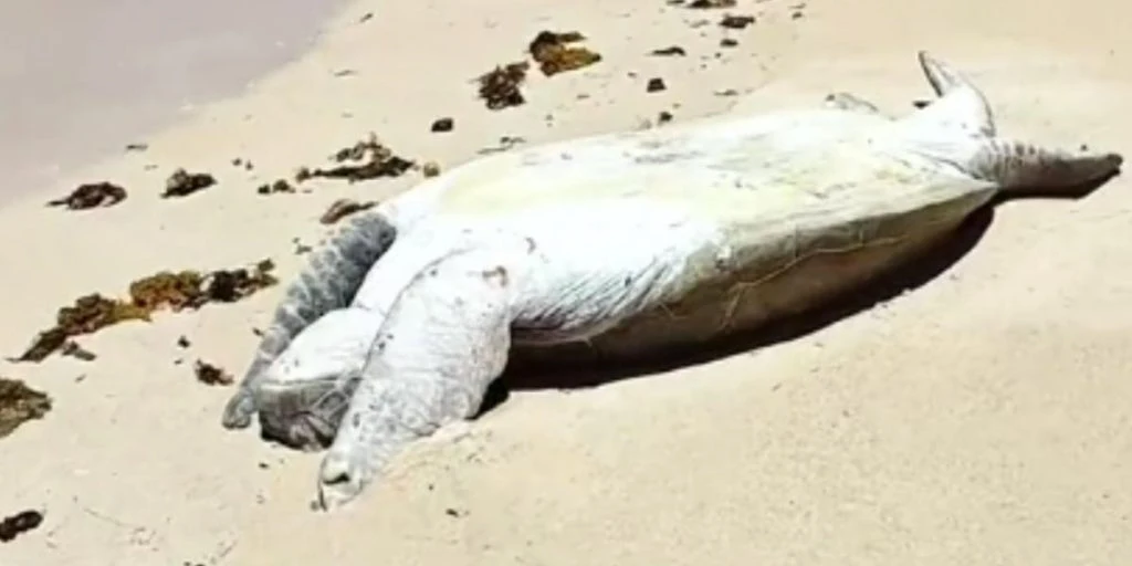 De fant en strandet havskilpadde i vannkanten: Se hva de da gjorde