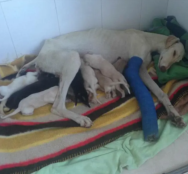 Hund går 3 km med brukket bein for å redde valpene sine