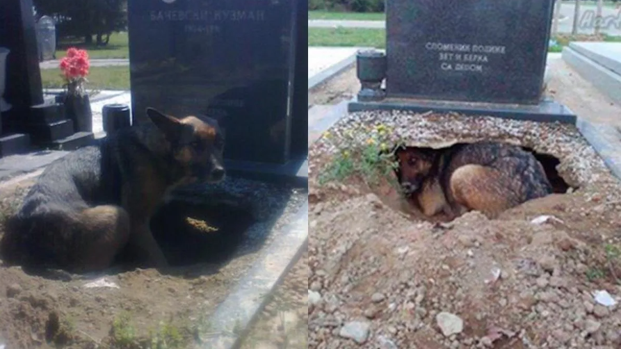 De trodde hunden sørget ved eierens grav – men sannheten var en annen