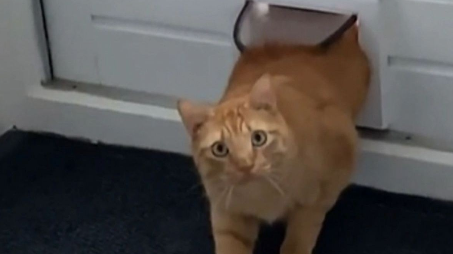 Ved å gå inn i feil hus skaper denne katten en hylende morsom scene som har fått millioner til å le