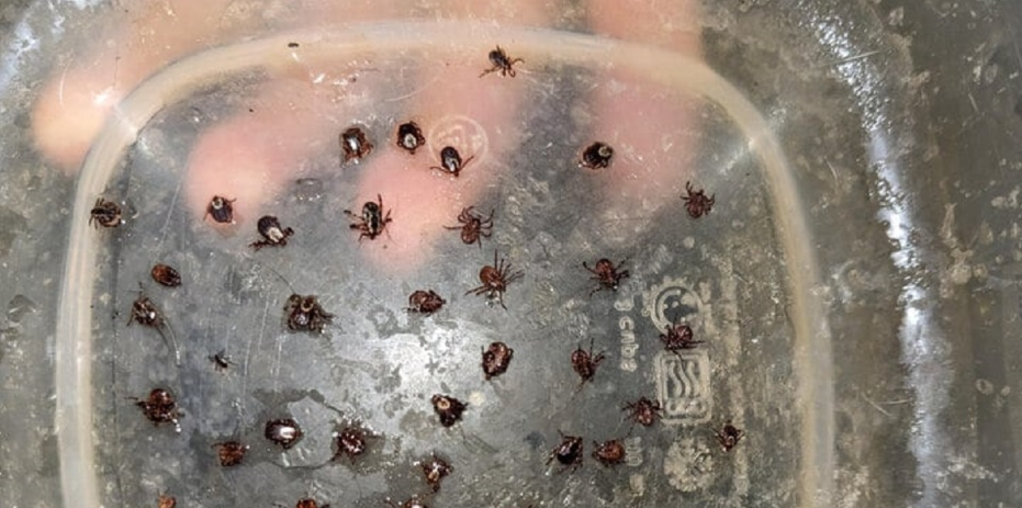 Slik unngår du flått i hagen: Biologens beste tips
