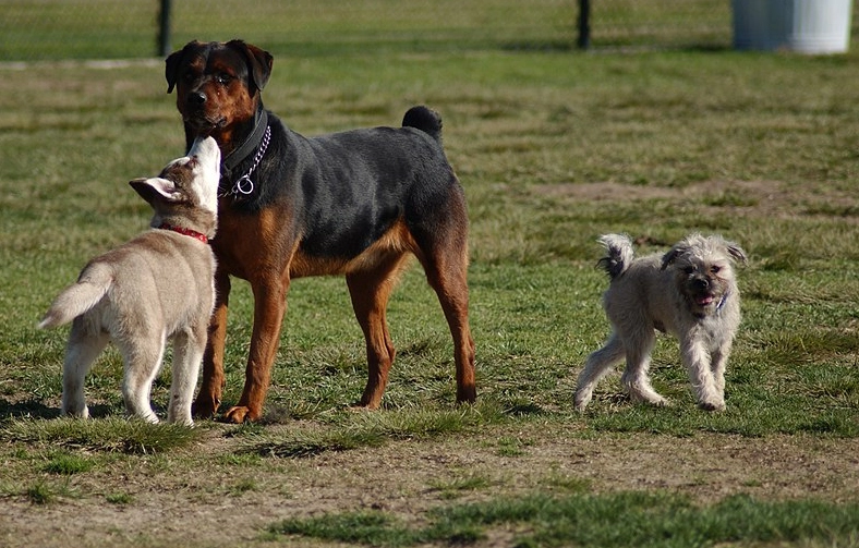 Hva gjør du når du møter en aggressiv løs hund?