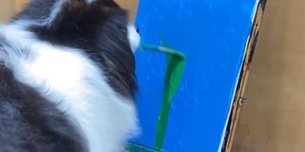 Utrolig video: Hunden maler vakkert bilde av solsikke