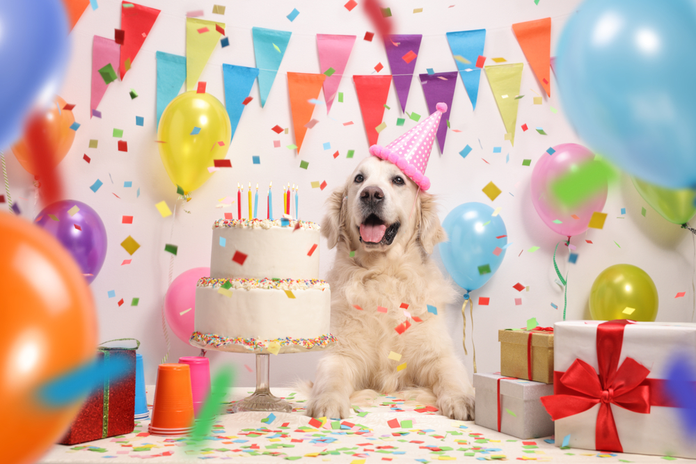 Nei, ett år for et menneske år svarer ikke til 7 for en hund