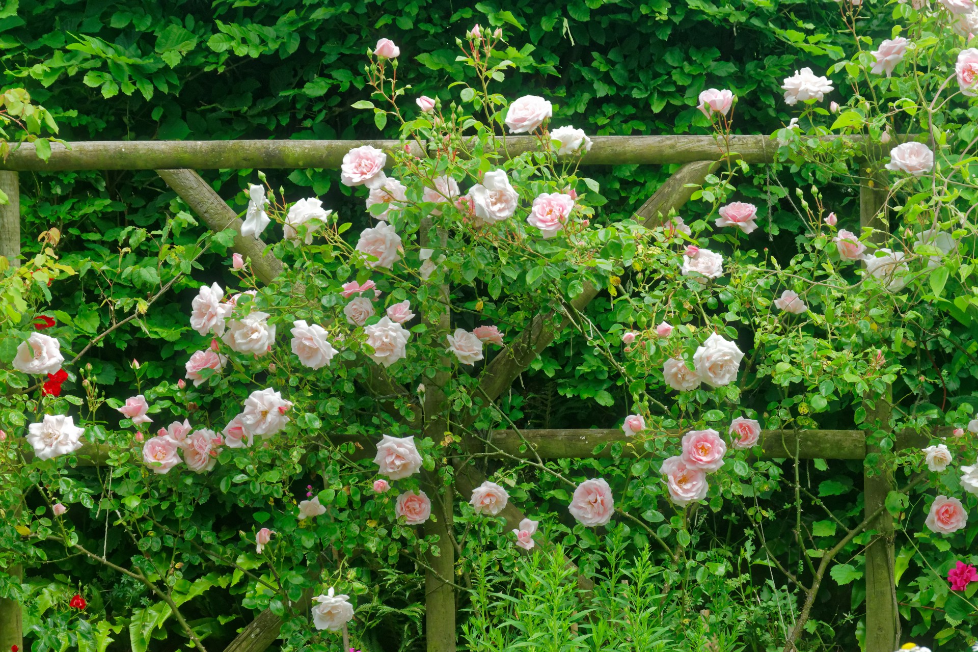 Denne rosen vokser raskt og produserer et hav av duftende blomster hele sommeren