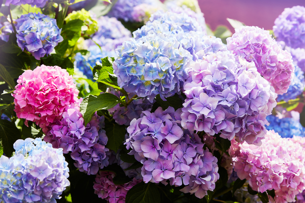 Hageeksperter slår alarm: Derfor bør du slutte med å plante hortensia nå