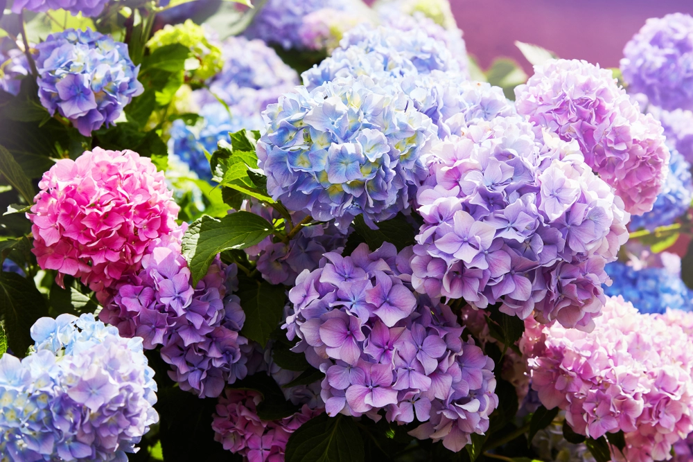 Unngå vanlige hortensia-feil: To enkle triks for en blomstrende hage