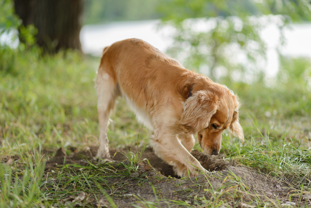 Disse fire kjøkkentriksene får hunden din til å slutte å grave i hagen