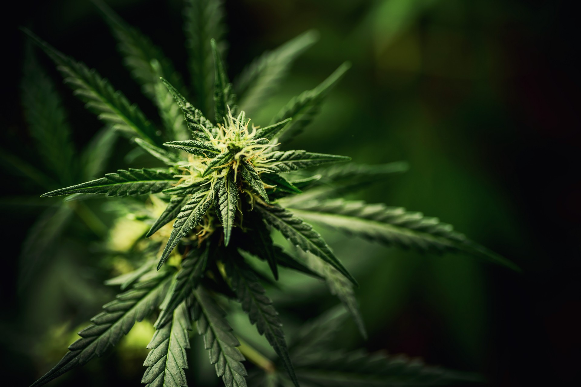 Cannabis blir lovlig i Danmark