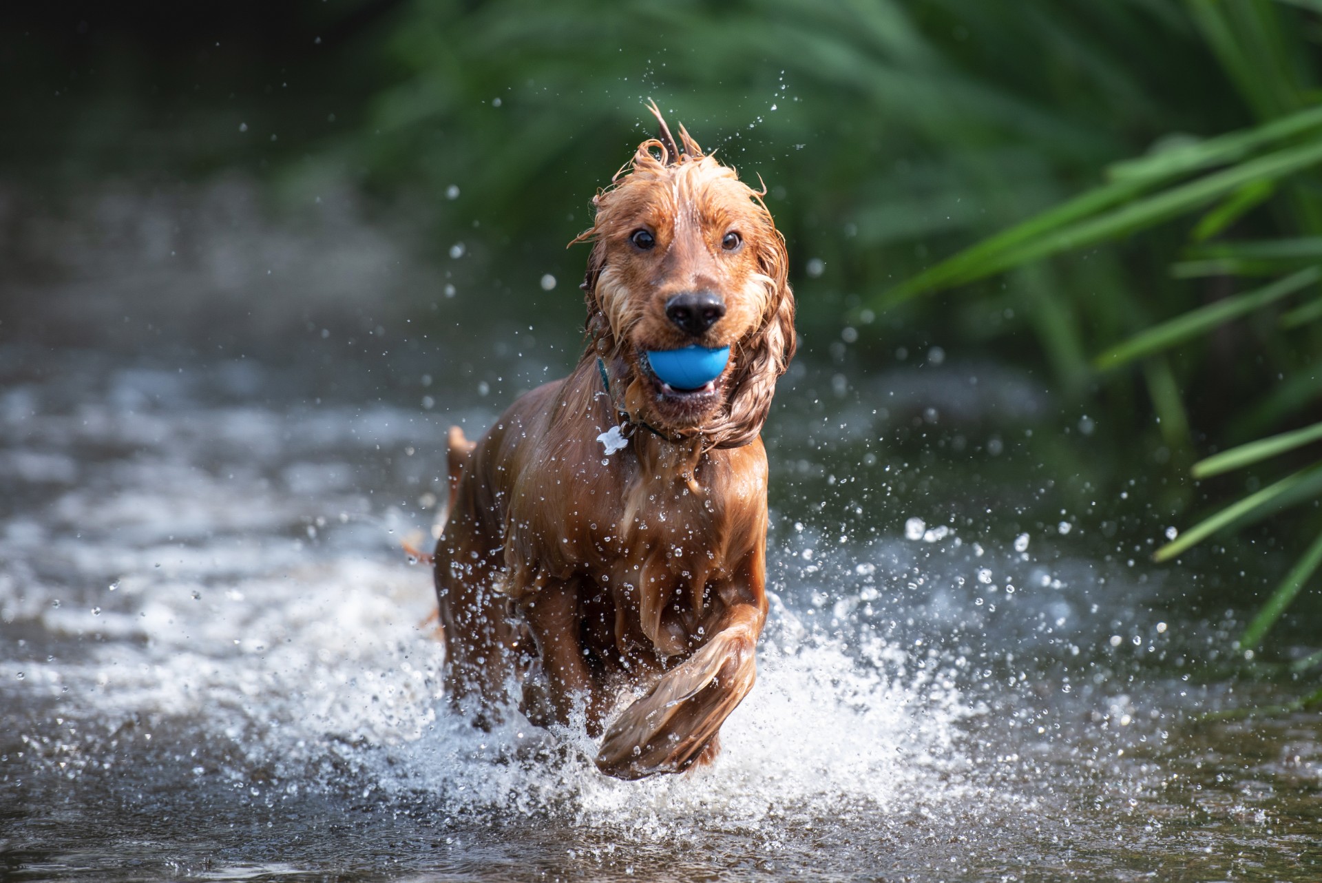 Veterinær advarer: Derfor bør du hindre hunden i å drikke av vannpytter