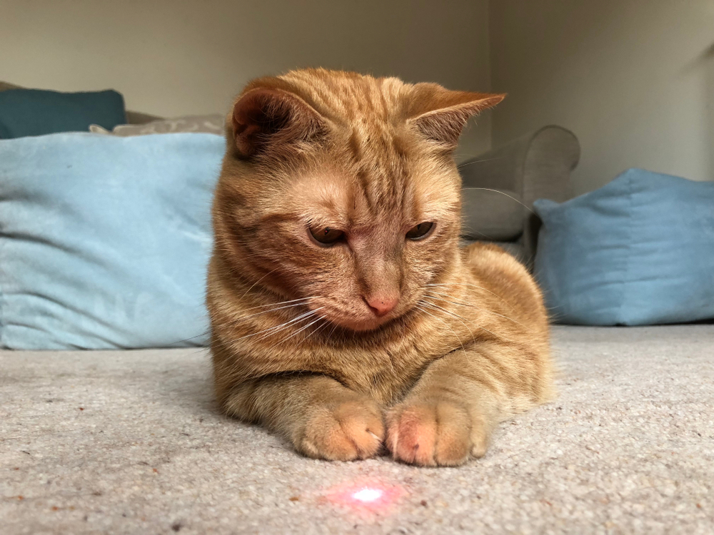 Du trodde det var lek – men denne vanlige feilen stresser katten din
