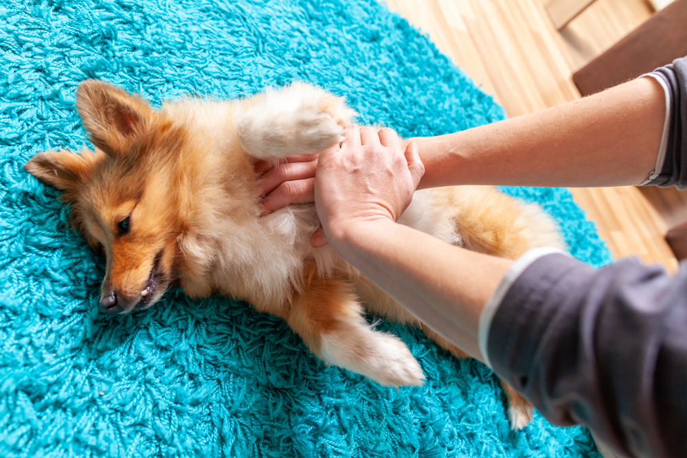 Hundeeiere advares: 14 giftige hageplanter du bør unngå – inkludert populære vårblomster