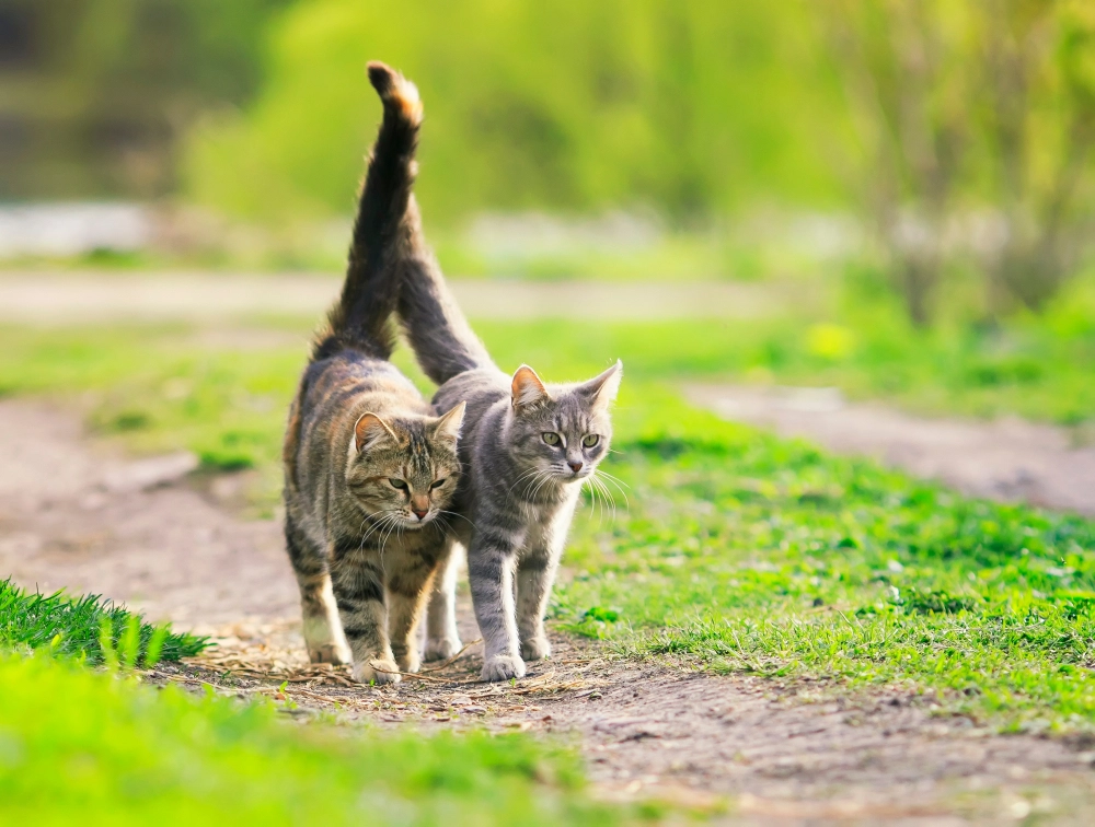 Dette må du vite før du skaffer deg katt nummer to – eksperten advarer