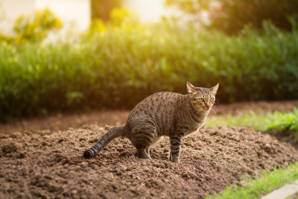 Hold kattene unna blomsterbedet – med uventet krydder i hagen