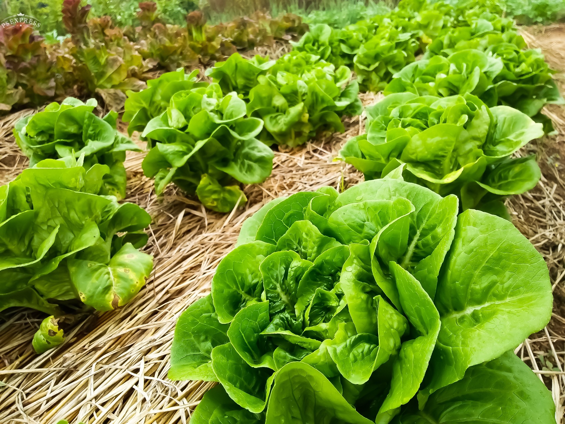Slapp salat? Tro det eller ei – sånn får du den sprø igjen