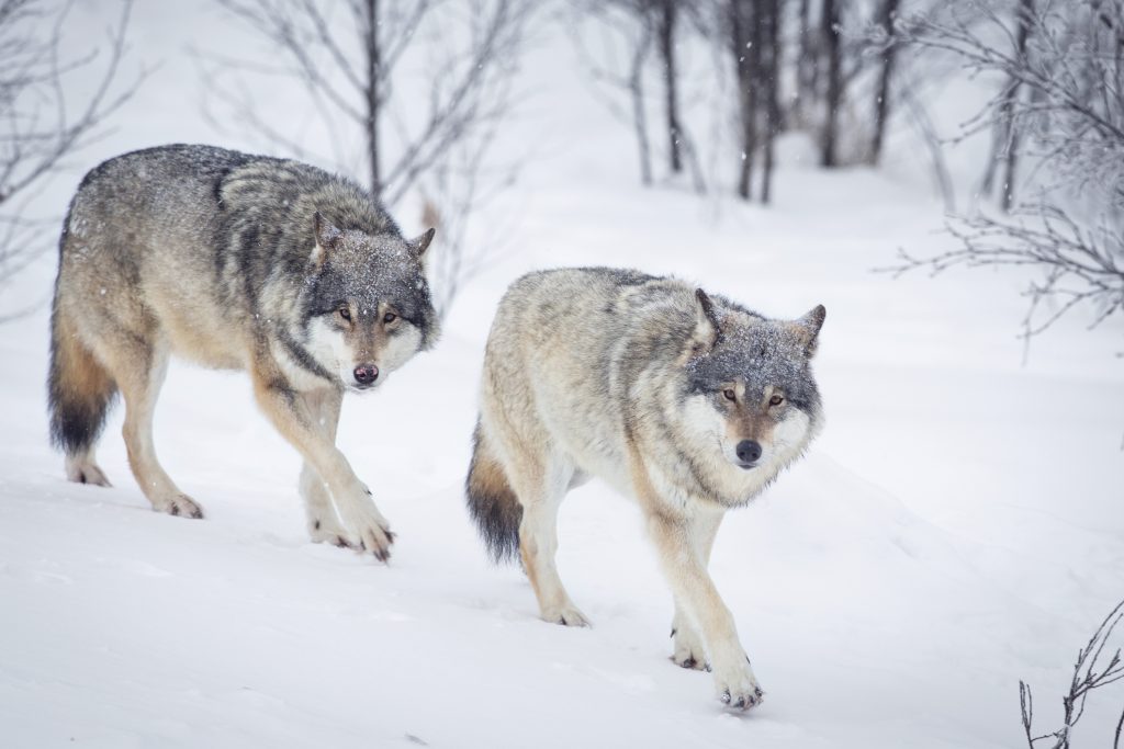 Regjeringen åpner for skyting av 42 ulv