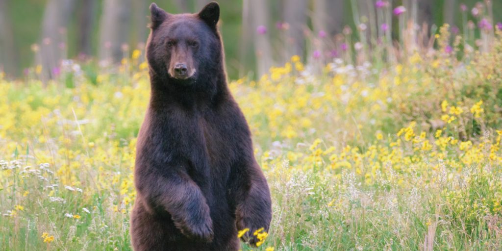 Cocaine Bear: Traileren for 2023s villeste film er alt og mer