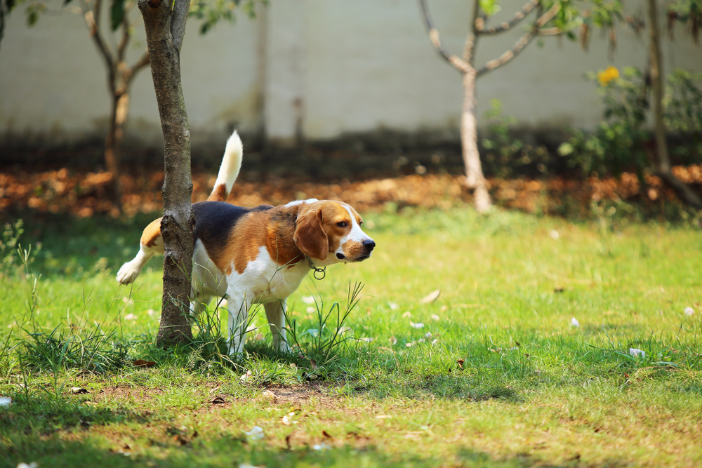 Hundeeiere jubler over genial løsning: Slik får du plenen grønn igjen etter hundetiss