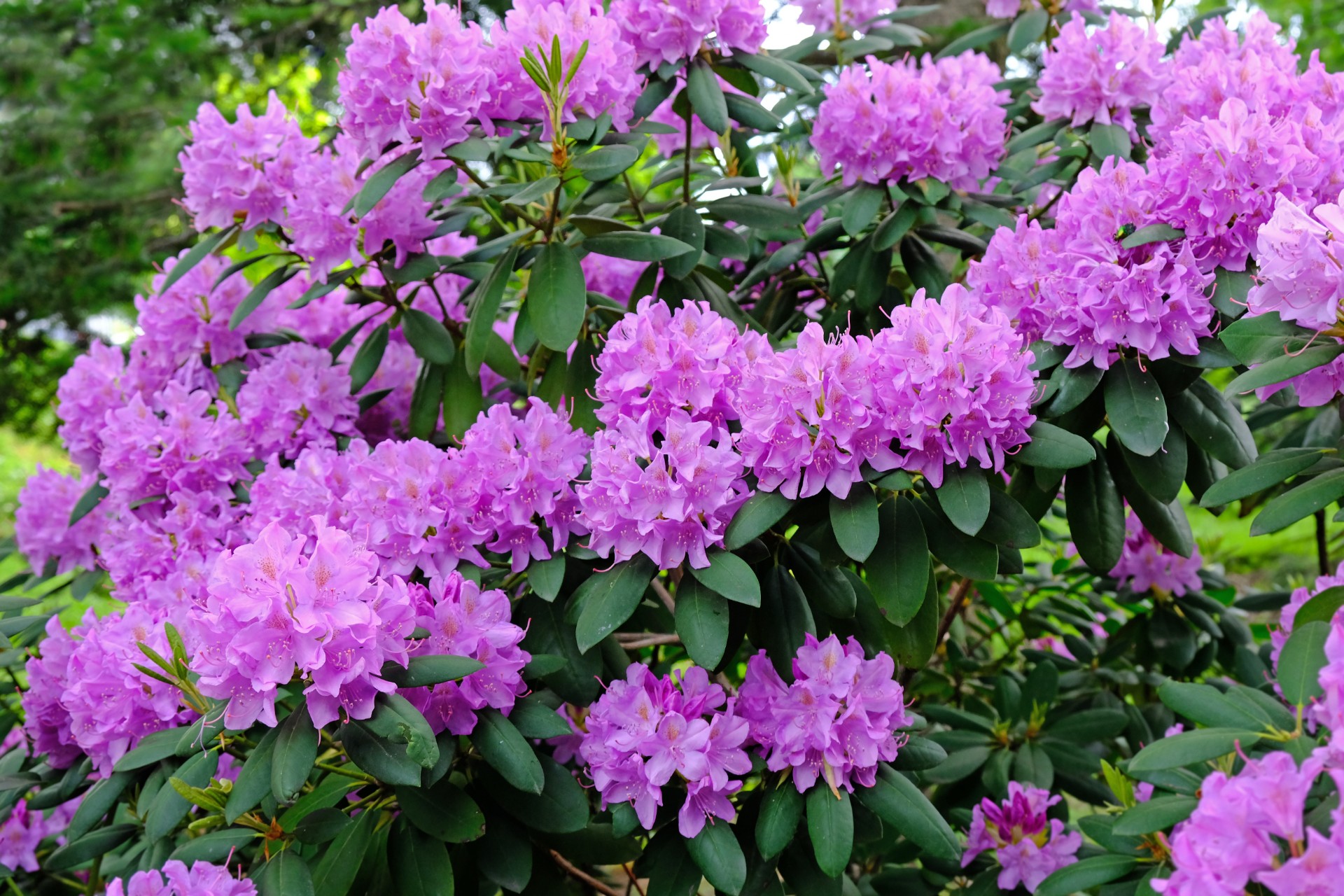Pass på Rhododendron i frostvær