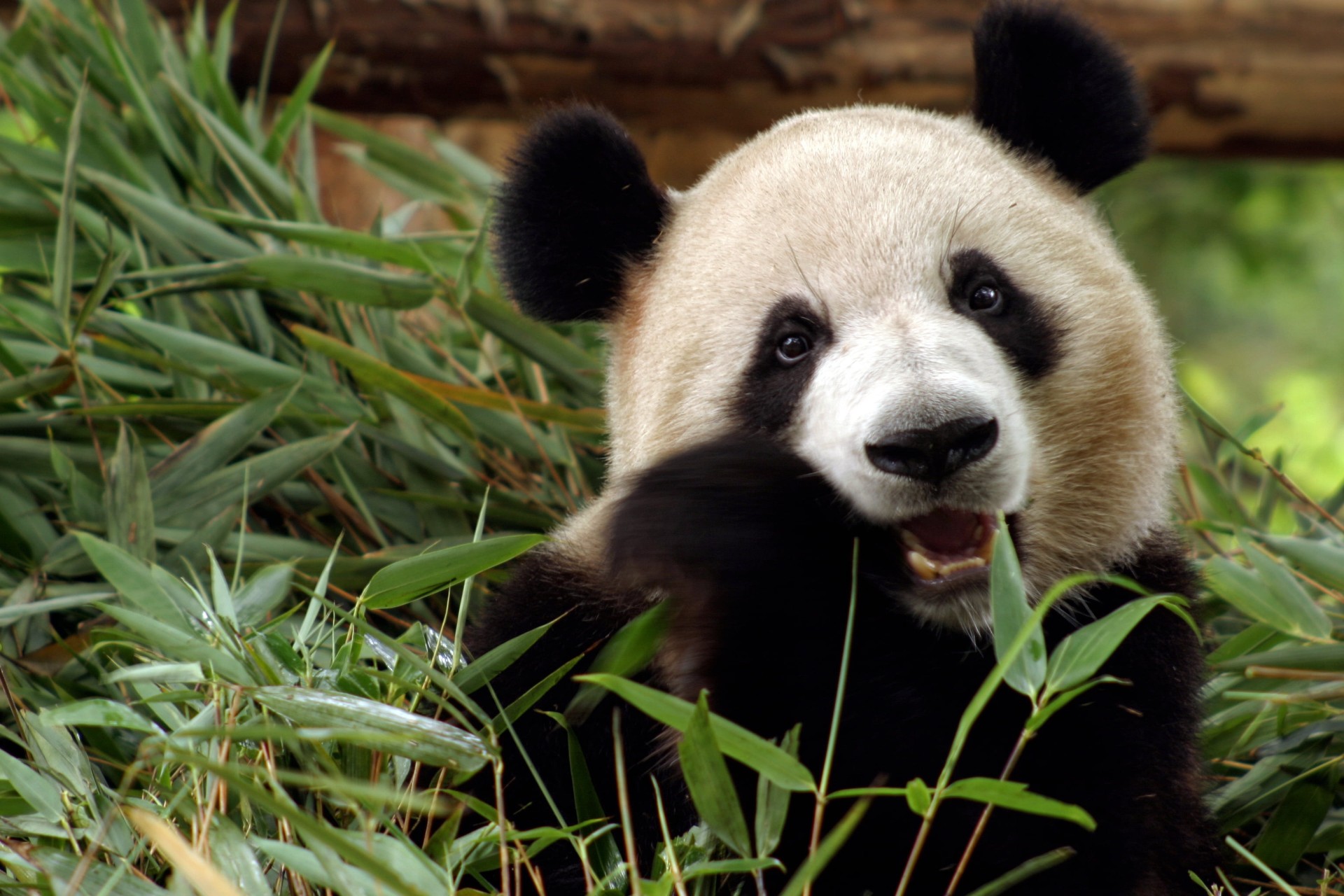 Tvillingpandaer født i Hong Kong – se de søte bildene