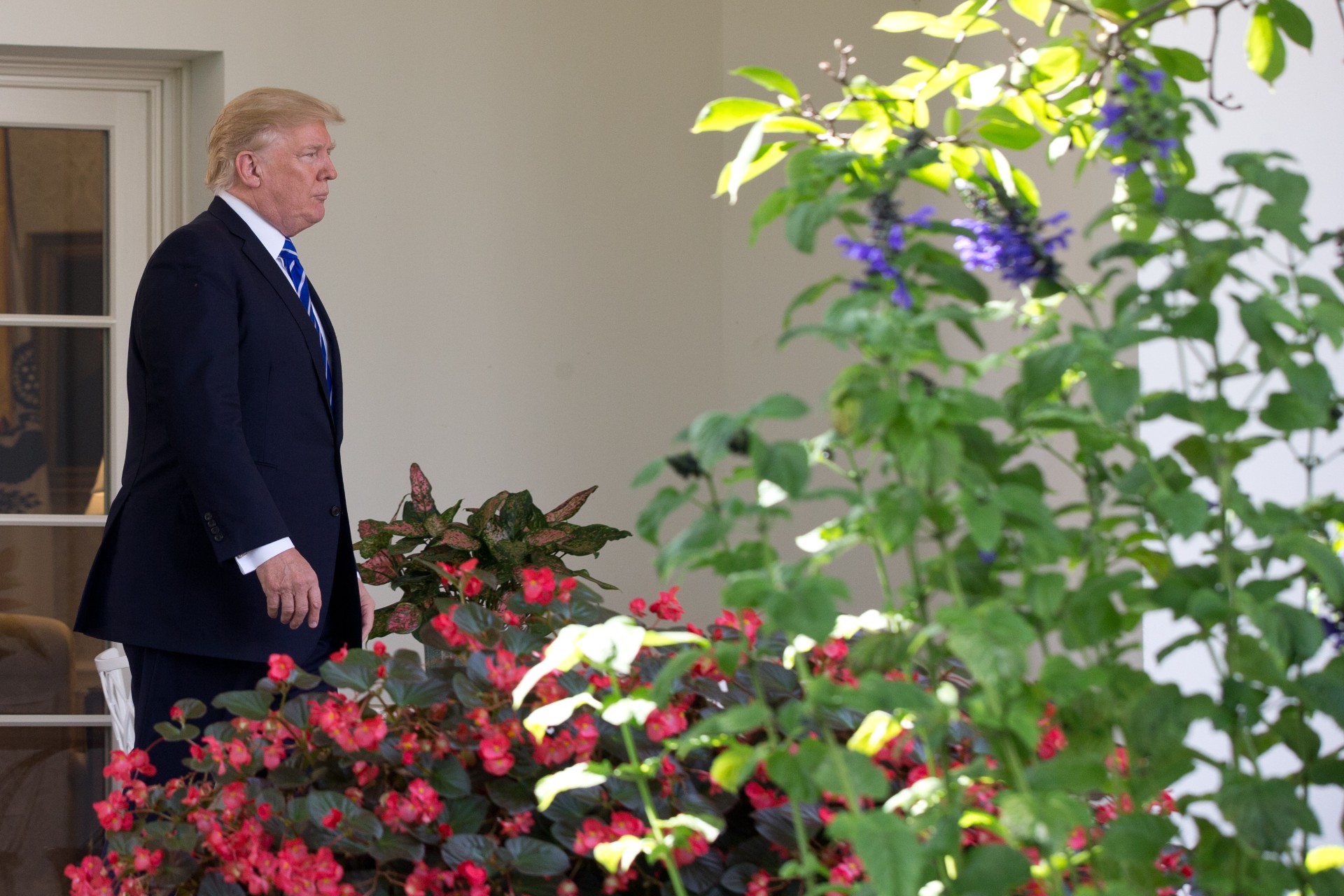 Trump vurderer å asfaltere den historiske Rosehagen ved Det hvite hus