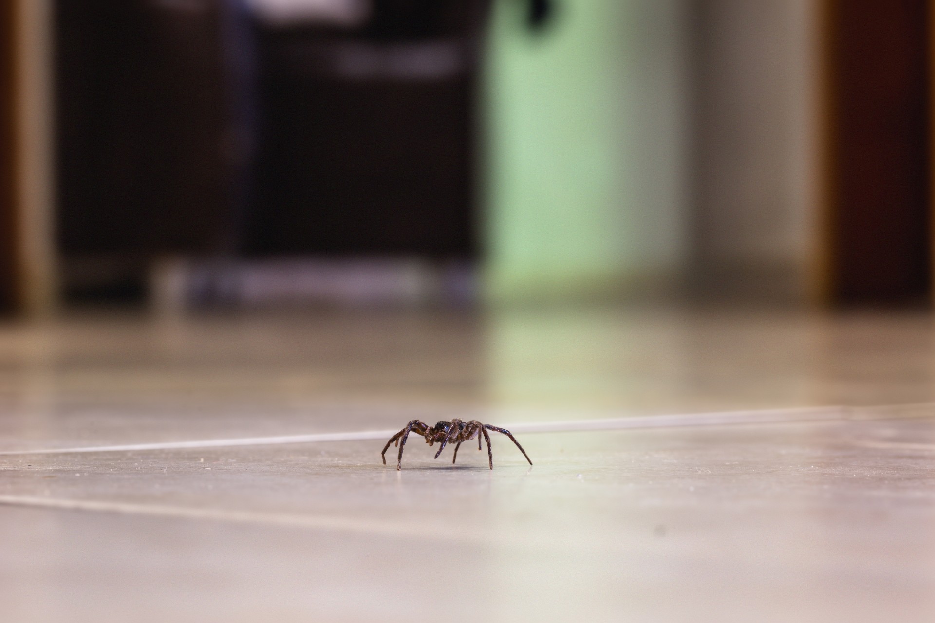 Edderkopper i huset? Eksperter forklarer hvorfor det er bra