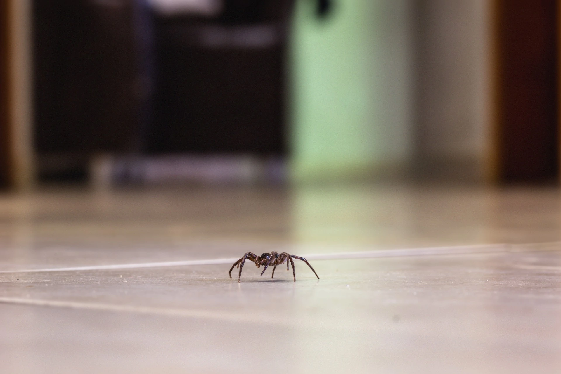 Edderkopper i huset? Eksperter forklarer hvorfor det er bra
