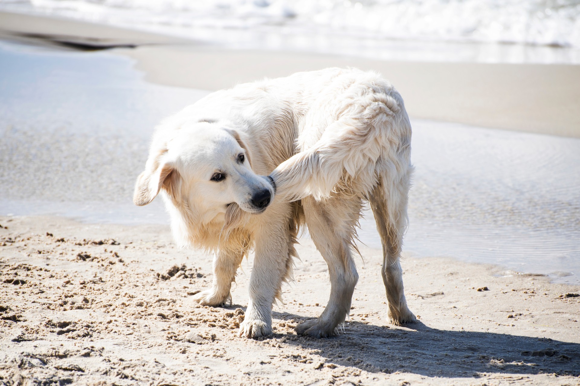 Unngå at din vannhund blir syk etter en strandtur